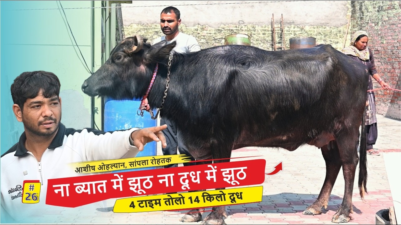 Не лгать ни при родах, ни в молоке — взвесьте 14 кг молока 4 раза || Ашиш Ольян, Сампла, Рохтак