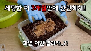 사슴벌레 산란 해체, 세팅한 지 3개월 만에 해체를 해도 괜찮을까?.. 결과 대공개!!