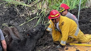 Firefighters save cow stuck in mud for 24 hours in Sanford