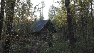 Hut repairs. Bear on a camera trap. Household work.