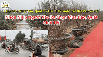 Làng Đào Nhật Tân, Quất Tứ Liên Vào Vụ Tết, Nhộn Nhịp Người Vào Ra Chọn Mua Đào, Quất Chơi Tết