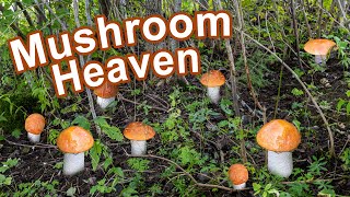 Mushroom Hunting - September 2022 - Red cap | Leccinum | Boletus edulis | Cep | Funghi porcini