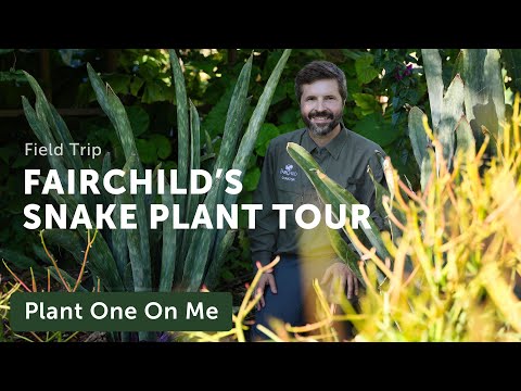 Vídeo: Fairchild Tropical Botanic Garden: O Guia Completo