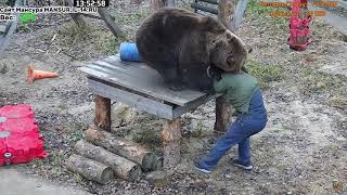 Медведь Мансур снимает куртку с Андрея 🐻😲/ Bear Mansur takes off jacket from Andrey 🐻😲
