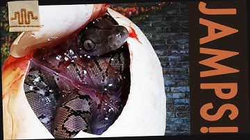 Jampea Island Dwarf Reticulated Pythons!