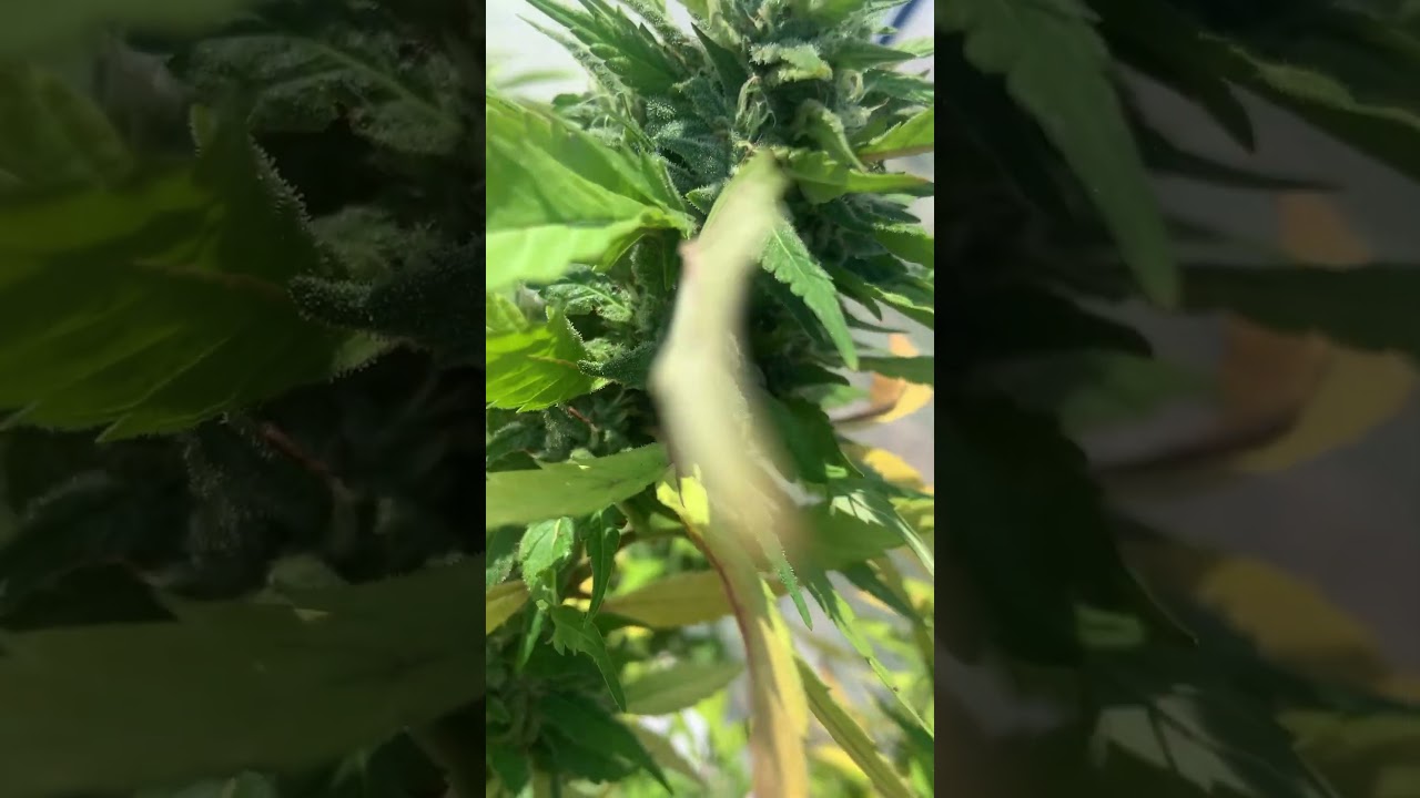 Blue Diesel in budding , 3-4 more weeks till she’s done ✅ 