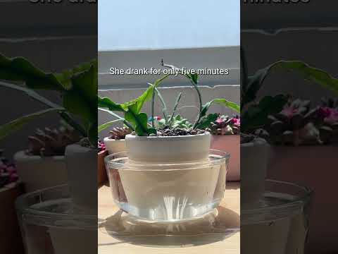 Video: Astrophytum Cactus Care – näpunäiteid tähtkaktuse taimede kasvatamiseks