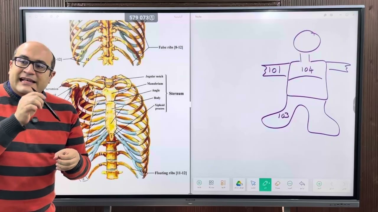 Anatomy Dr.Haitham intercostal nerves