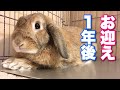 うさぎさんをお迎えして１年後の生活環境を紹介します