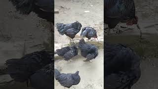 kadaknath murgi | kadaknath murgi palan | kadaknath farming | desi murgi farming | kadaknath egg@$