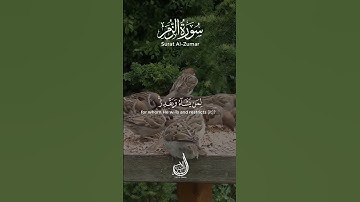 اولو يعلمو ان الله يبسط الرزق لمن يشاء و يقدر | سورة الزمر | بلال الشاكر