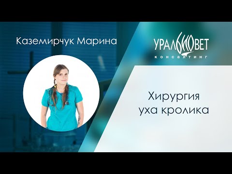 Хирургия уха кролика. Лектор Марина Каземирчук #убвк_экзотические_животные #убвк_хирургия