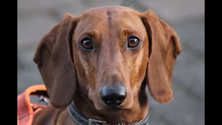 El Dachshund o Perro Salchicha