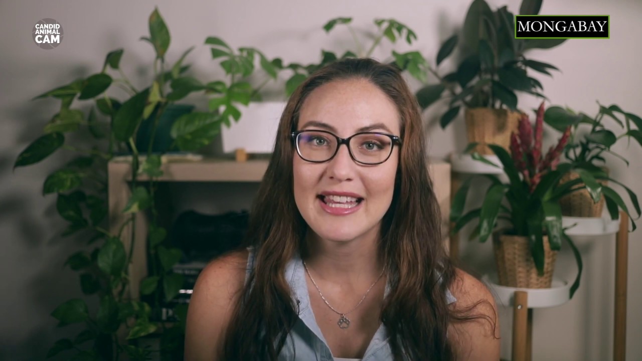 Candid Animal Cam: conozcamos al coatí | Episodio 4 | VIDEO