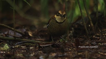 javan banded pitta