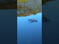 Trout takes ultra-realistic Mayfly #shorts #troutfishing #flyfishing