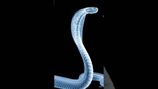 🐍#Saanp ki Haddiyan Kaise Mudti Hain?🦴 Snake X-Ray Movement! #Shorts