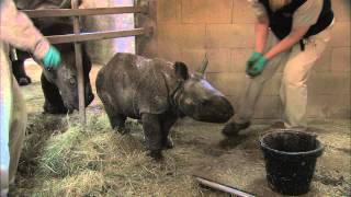 Baby Rhino Bottle Feeding at the San Diego Zoo Safari Park