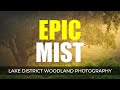 EPIC MIST - Lake District Woodland Photography