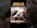 子猫を嫌うパパ猫犬だけが母を支える # 可愛いペット #猫 #犬