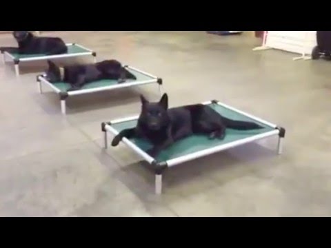 best protection dogs for first time owners Home Raised Highly Trained Personal Protection Dogs For Sale K9 Guard