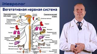 Вегетативная нервная система: строение | iНевролог