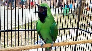 Download Cucak Ijo Jambul Ngentrok Gacor Full Isian #2. Bagus Untuk Tingkatkan Emosi Video MP3 Cucak Ijo Jambul Ngentrok Gacor Full Isian #2. Bagus Untuk Tingkatkan Emosi
