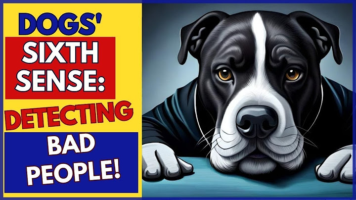 The incredible sixth sense of dogs Research reveals they can detect bad people!