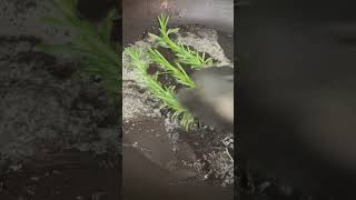 Frying Rosemary Herbs? #howto #shorts #cooking