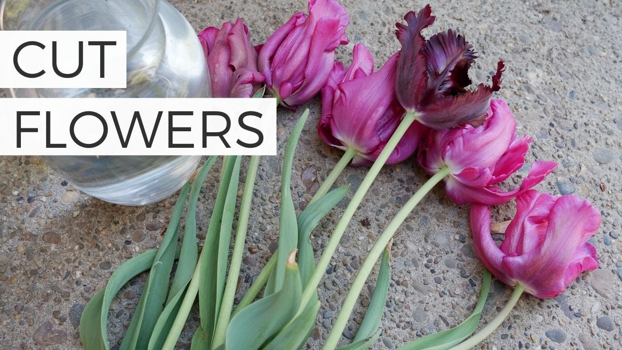 Using Tulips As Cut Flowers In A Vase Tips And Tricks YouTube Using Tulips As Cut Flowers In A Vase Tips And Tricks YouTube