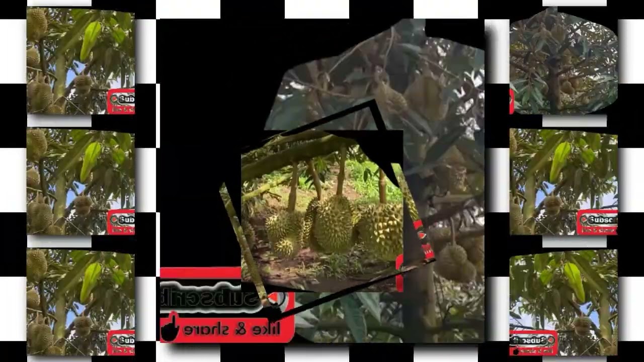 The durian is the edible fruit of several tree species belonging to the genus Durio.