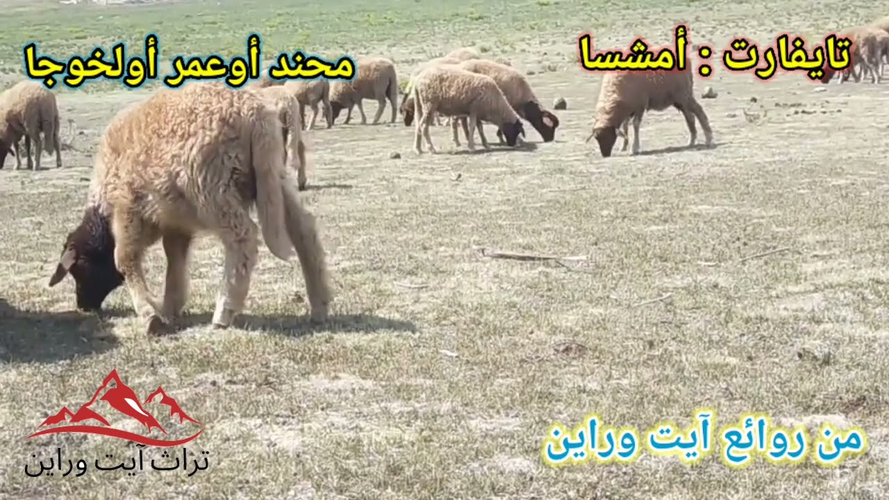 من روائع آيت وراين ،تايفارت : أمشسا للشاعر محند أوعمر أولخوجا الرحماني