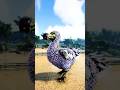 Dodo