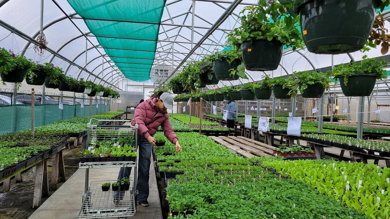 Vườn ươm Á Đông có bán nhiều loại rau Việt Nam, chuẩn bị khai trương ...