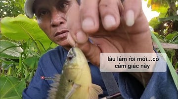 Câu cá rô đồng lâu lắm mới quay lại (video 64)@3ruong