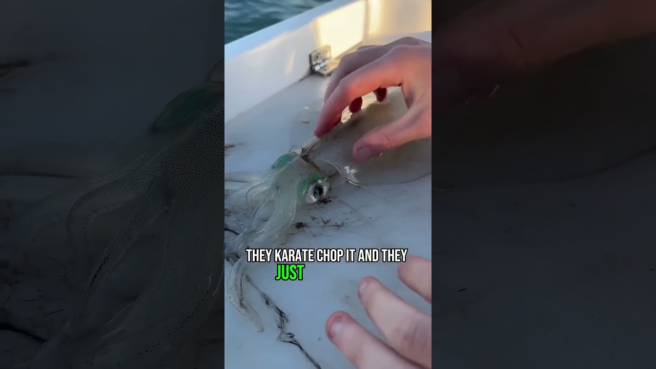 How To Humanely UnAlive A Squid