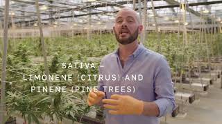 Next Level Cannabis :  Terpenes
