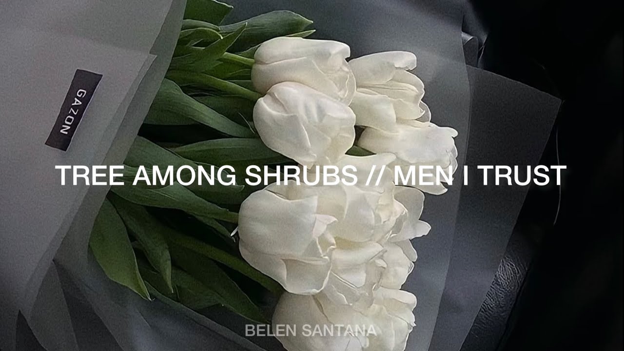 TREE AMONG SHRUBS MEN I TRUST (LYRICS) YouTube