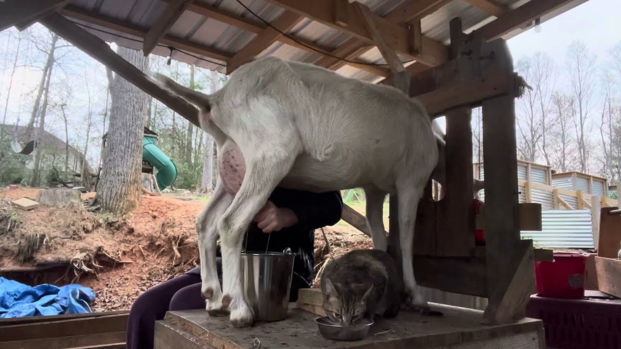 Milking a goat (no edits)