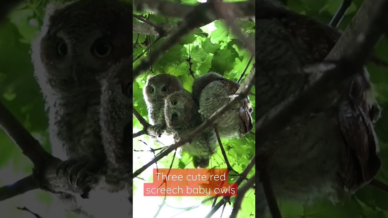 Three curious baby red-morphed screech owls.