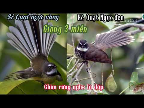 Tiếng chim rẻ quạt giọng  3 miền