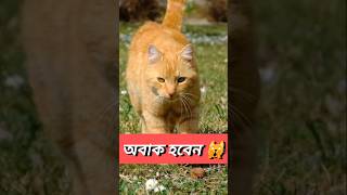 বিড়ালের চলাচলই বলে দিবে তার পরিচয় 🙀 | Incredible Cat Facts #shorts #facts #cat