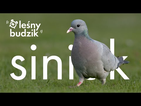 Leśny budzik - Siniak