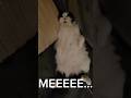 Hello...😂 #cat #catshorts #funny #funnycats #helloitsme #mrfritzthecat