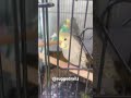 Baby Budgies