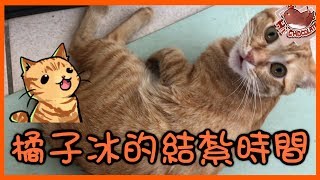 巧克力 橘子冰的日常 橘子冰的結紮時間 ฅ ω ฅ