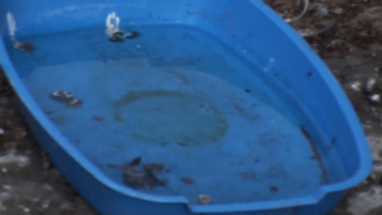 Как и кто приносит к нам болячки. - YouTube