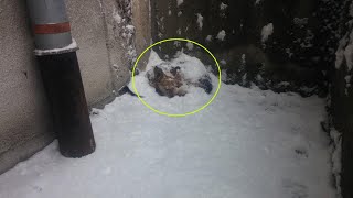 -11 degree, she laid frozen in snowing for 2 days desperate waiting for dying    No one help her!