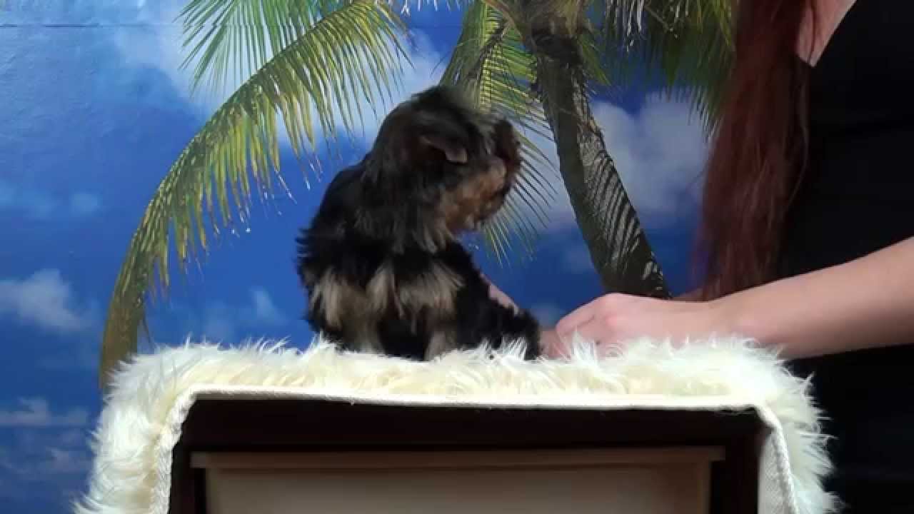 РКФ метрика щенка - YouTube