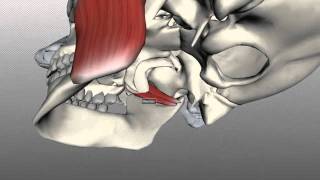Muscles of Mastication - Anatomy Tutorial